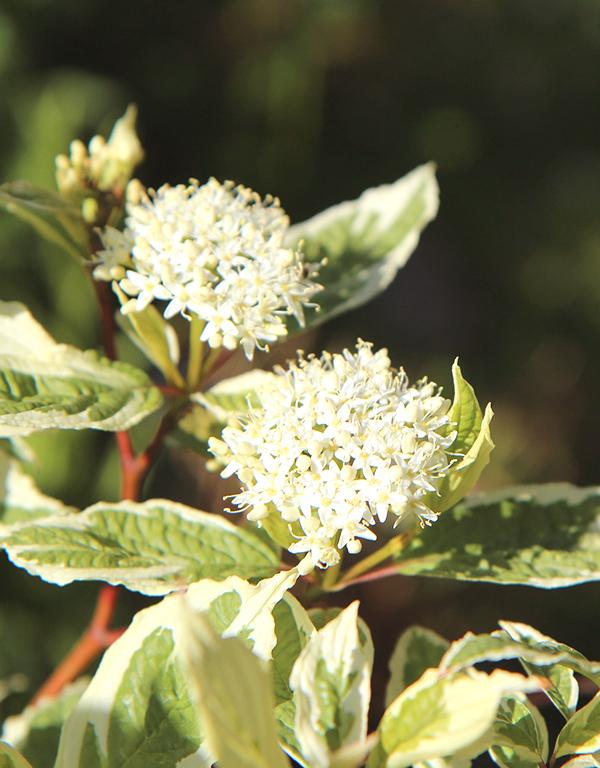 Cornus Alba Siberica (Dogwood) [40-60cm] 25 per bundle