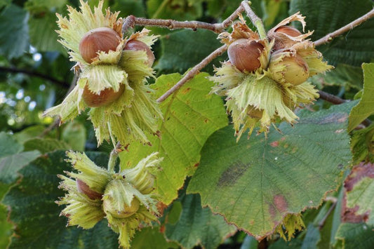 Corylus Cosford (Cobnut, Hazelnut) Height 60-80cm Bush 3-5 Branches