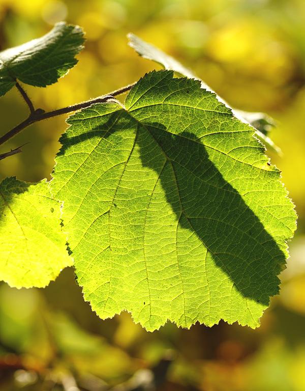 Corylus Avellana (Hazel) [40-60cm] 50 per bundle