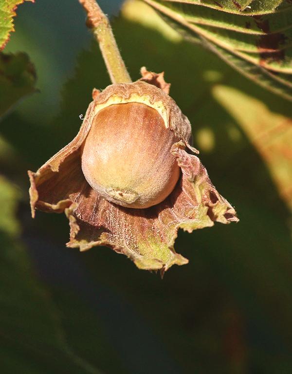 Corylus Avellana (Hazel) [40-60cm] 50 per bundle