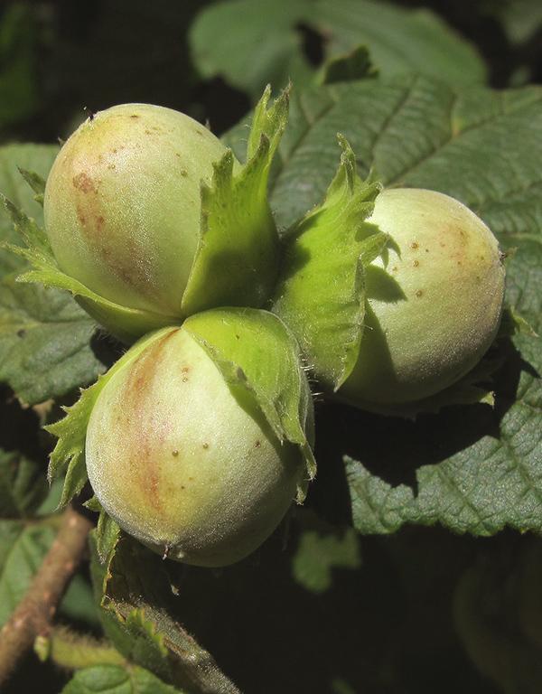 Corylus Avellana - Hazel (60-90cm) 25 per bundle
