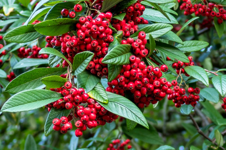 Cotoneaster Cornubia 12 litre pot (150-175cm)