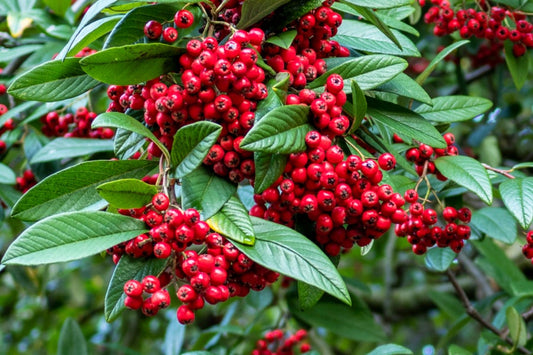 Cotoneaster Cornubia 12 litre pot (150-175cm)