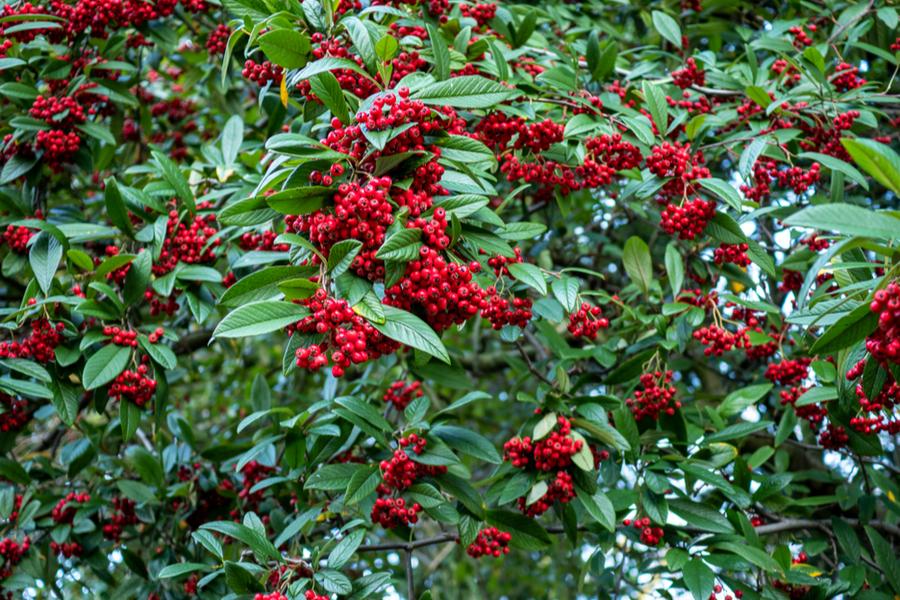 Cotoneaster Hybridius Pendulus 12 litre pot (150-175cm)