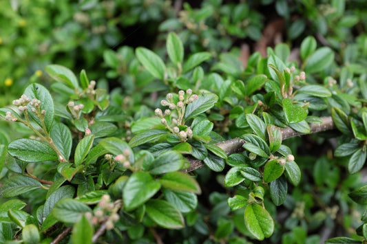 Cotoneaster Dammeri Major - Ground Cover Cotoneaster 1.5 litre Pot