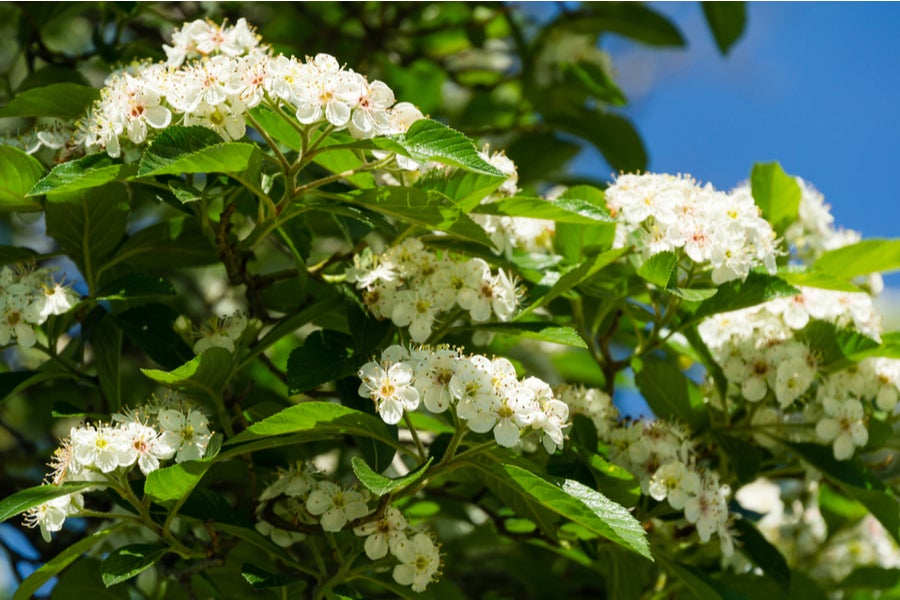 Crataegus Perimilis Splendens - 12 litre Pot (5-6 ft)