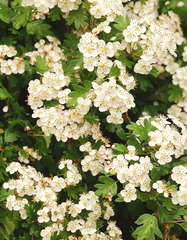 Bee and Butterfly Friendly Mix (40-60cm) Pre-Order Now for November Delivery