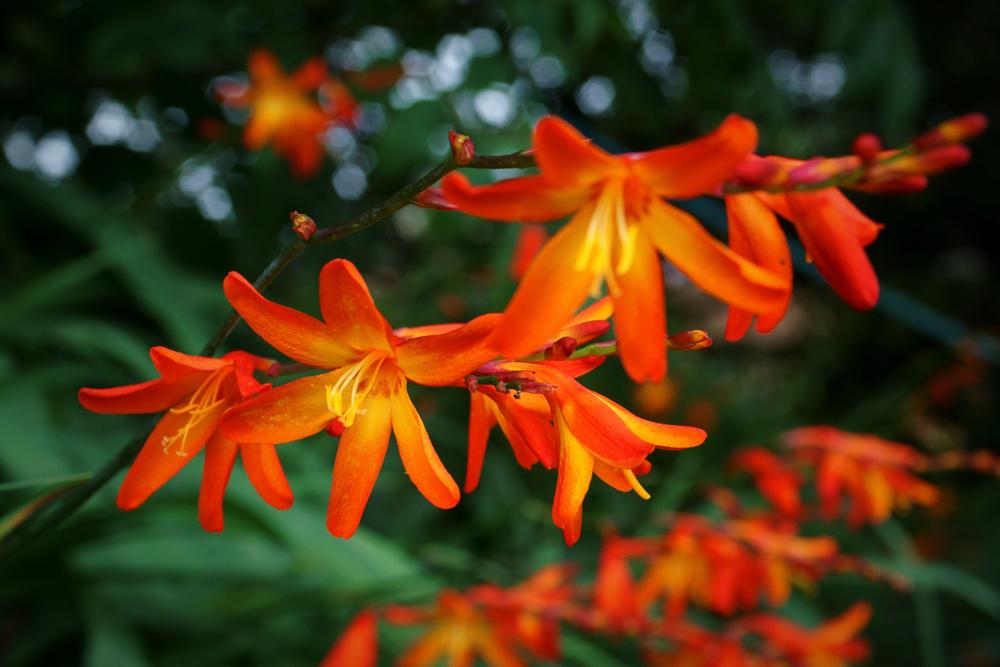 Crocosmia Emily McKenzie 'Montbretia' (3 litre pot )