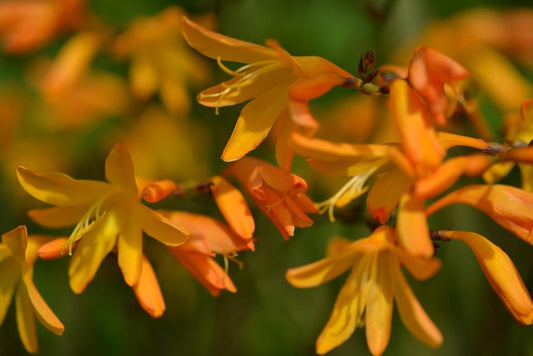 Crocosmia George Davidson 'Montbretia' (3 litre pot)