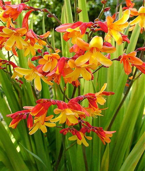 Crocosmia Harlequin - Mombretia - 3 Litre Pot