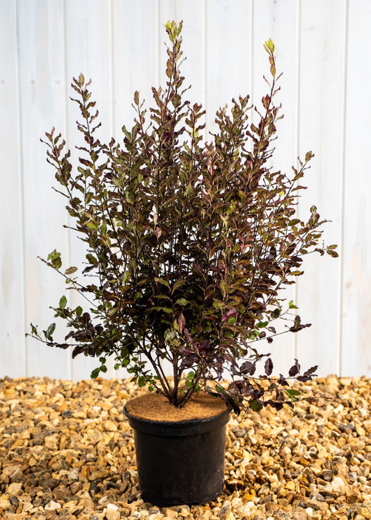 Pittosporum Tom Thumb (3 Litre Pot)
