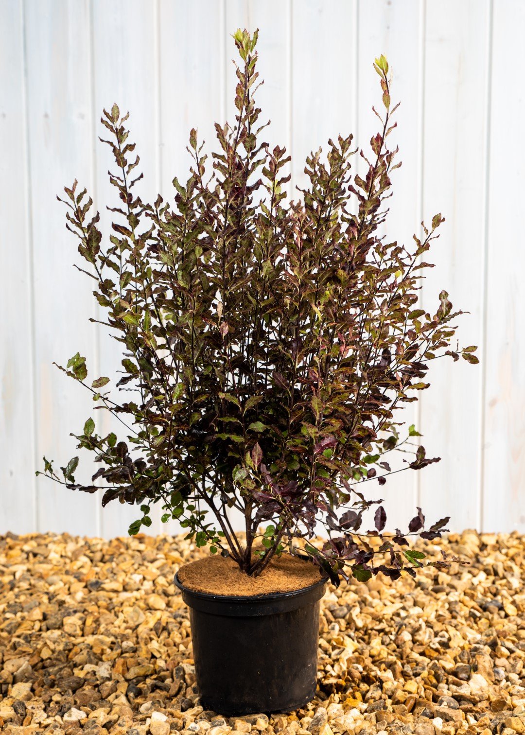 Pittosporum Tom Thumb (25 Litre Pot)