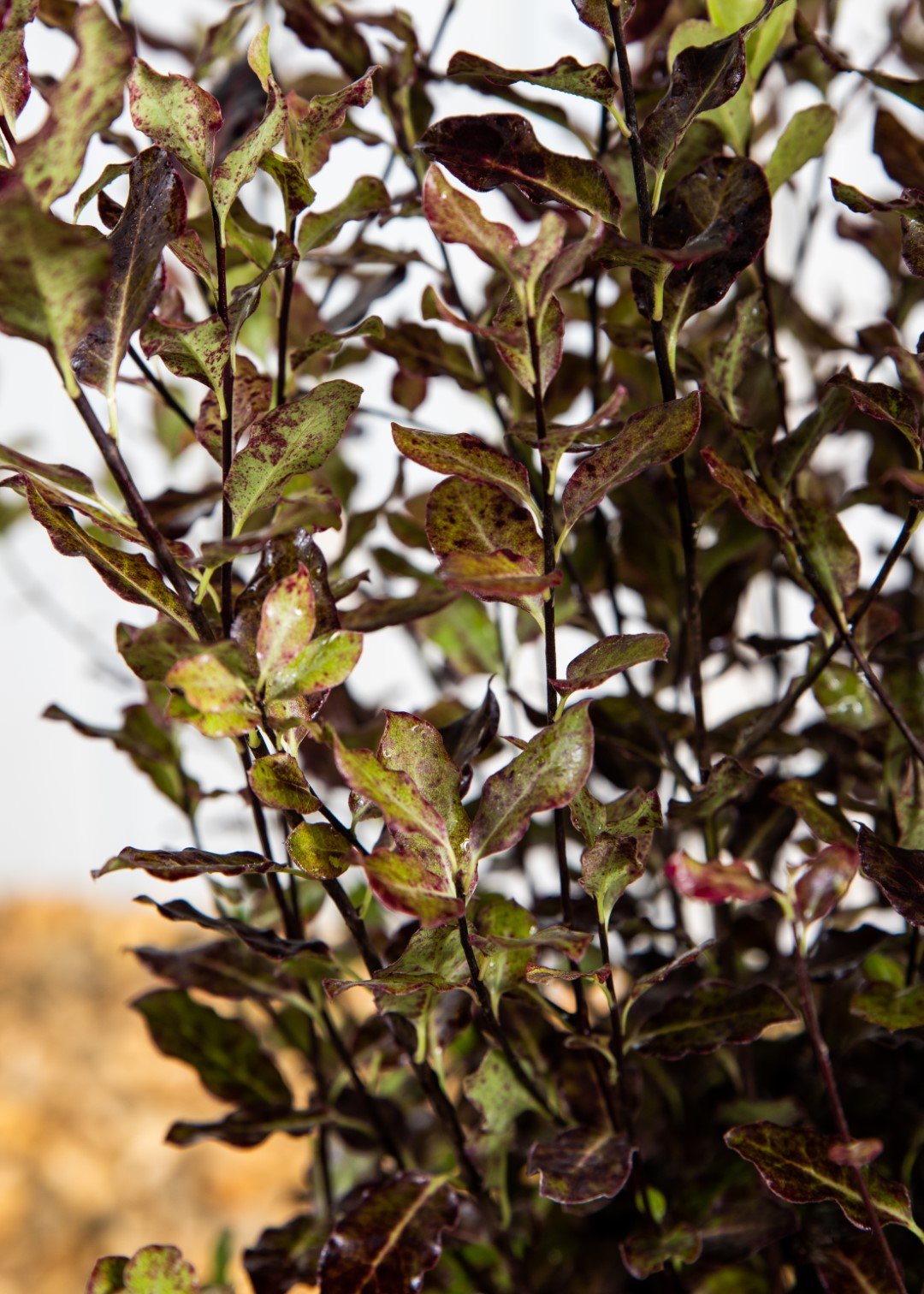 Pittosporum Tom Thumb (3 Litre Pot)