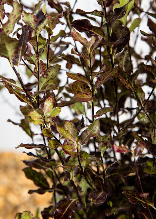 Pittosporum Tom Thumb (25 Litre Pot)