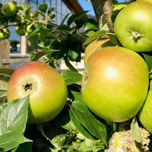 Apple Ecklinville Seedling (Cooking Apple) - 1yr old Maiden Available from 2nd week December