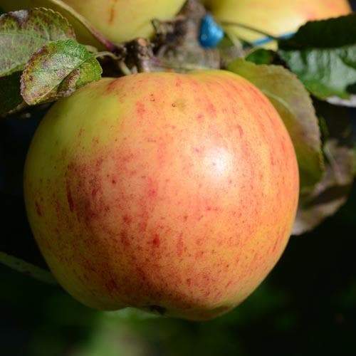 Apple Ecklinville Seedling (Cooking Apple) - 1yr old Maiden Available from 2nd week December