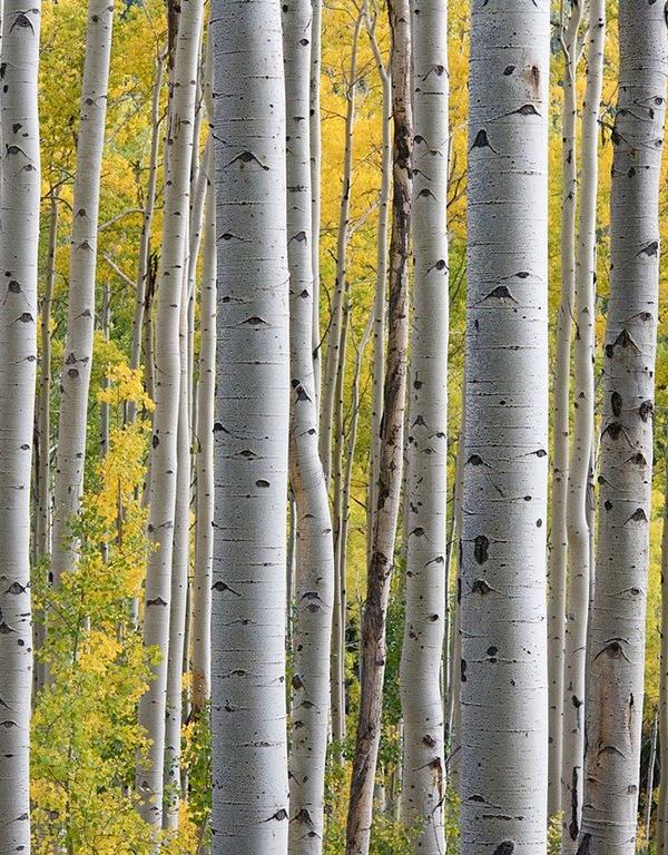 Betula Pendula (Birch) [60-90cm] 25 per bundle