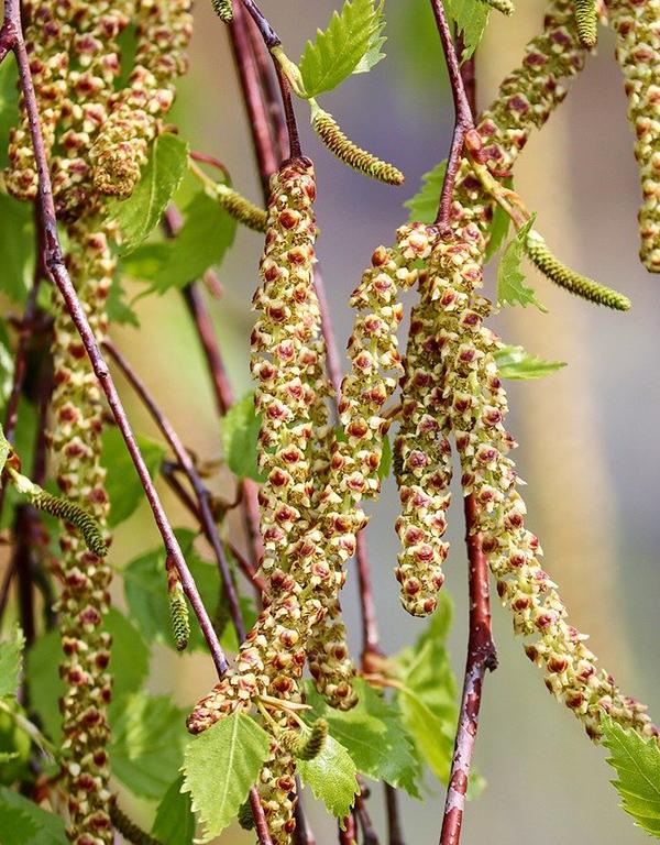 Betula Pendula (Birch) [60-90cm] 25 per bundle