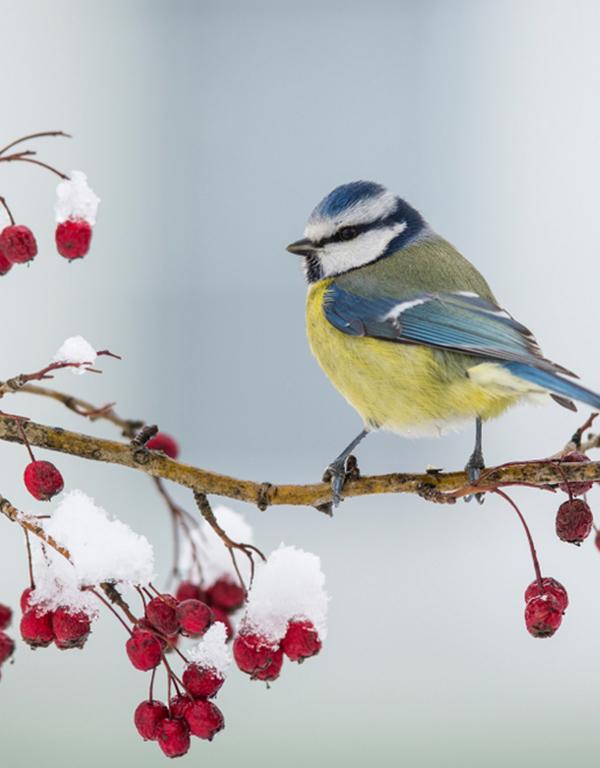 Bird Friendly Mixed Native Hedge (40-60cm)