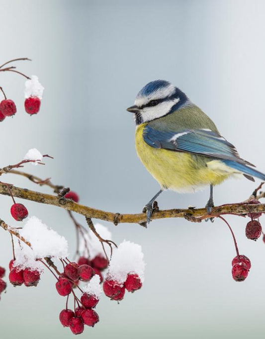 Bird Friendly Mixed Native Hedge (40-60cm)