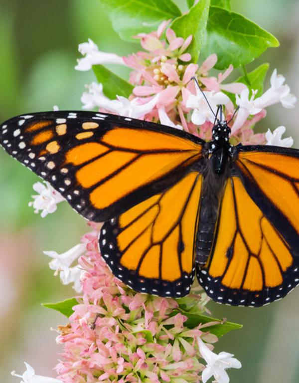 Bee and Butterfly Friendly Mix (40-60cm) Pre-Order Now for November Delivery