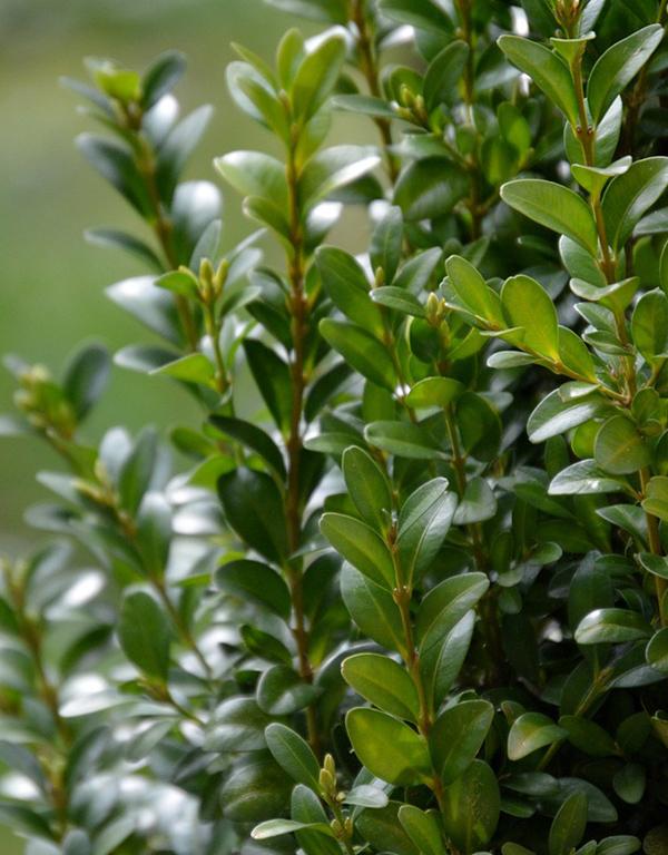 Buxus Sempervirens (Boxwood) [20-25cm]
