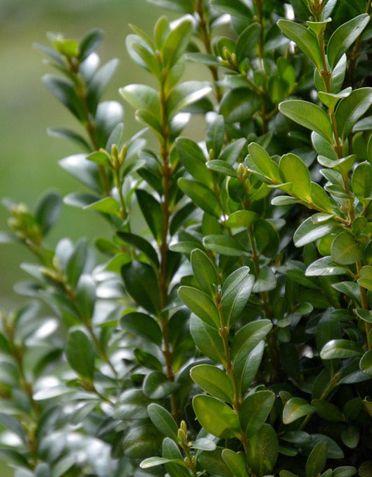 Buxus Sempervirens (Boxwood) [20-25cm] 9cm Pot