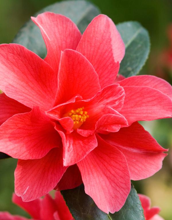 Camellia x Williamsii Freedom Bell [3L] [30-40cm]