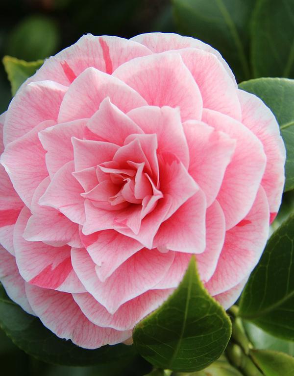 Camellia Nuccios Gem [3L] [40-60cm]