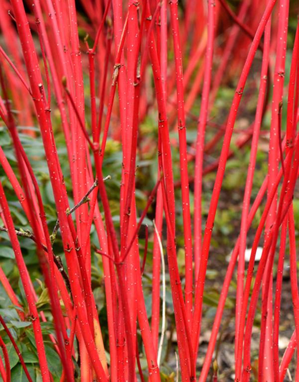 Cornus Alba Siberica (Dogwood) [40-60cm] 25 per bundle