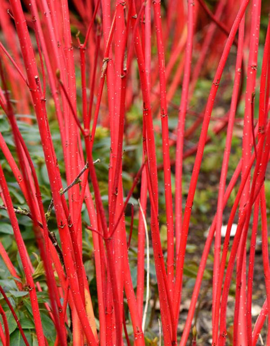 Cornus Alba Siberica (Dogwood) [40-60cm] 25 per bundle