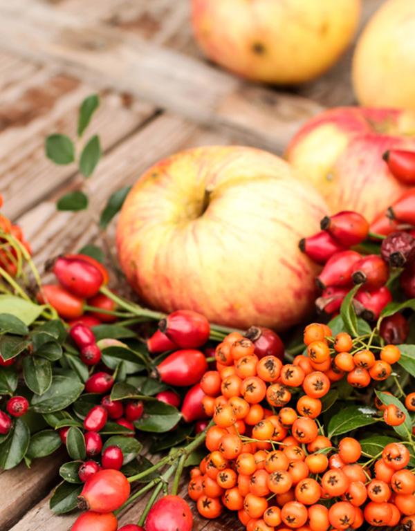 Edible Hedge (60-90cm) Pre-Order Now for November Delivery
