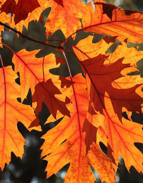EFS Tree Mix (60-90cm) 25 per bundle