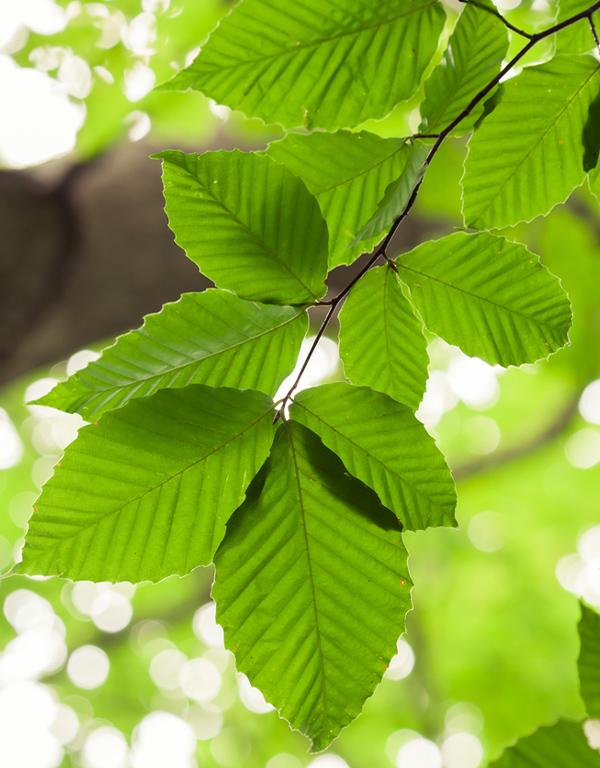 Fagus Sylvatica (Green Beech) [40-60cm] 25 per bundle