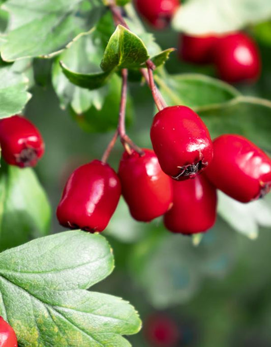 Crateagus Monogyna (Hawthorn/Whitethorn) [60-90cm] 25 per bundle