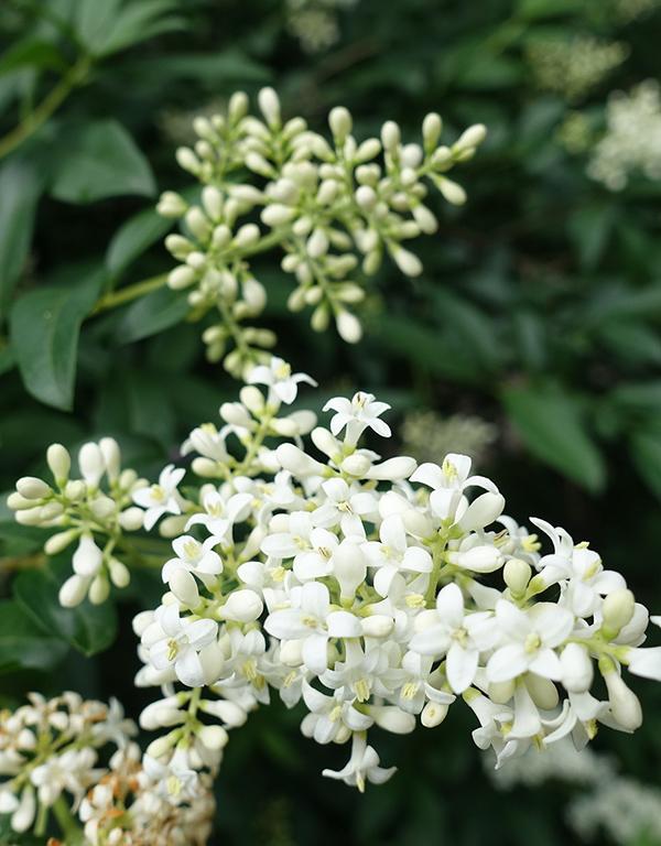 Ligustrum Ovalifolium (Green Privet) [40-60cm] 25 per bundle