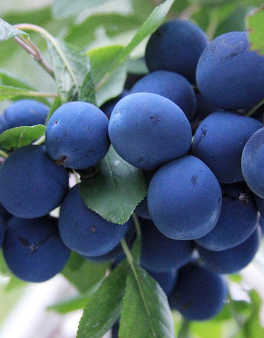 Prunus Spinosa (Blackthorn) [40-60cm] 50 per bundle