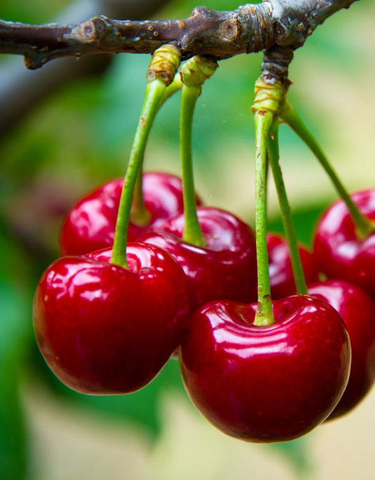 Prunus Avium (Bird Cherry) [60-90cm] 25 per bundle