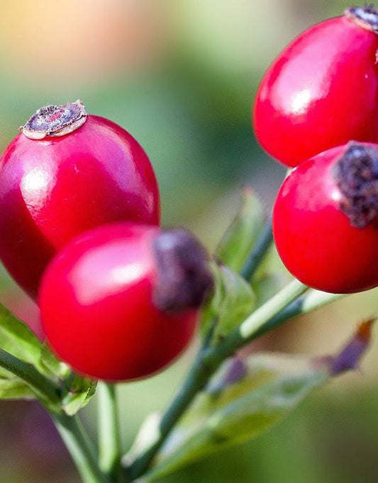 Rosa Rugosa ( Rose) [40-60cm] 25 per bundle
