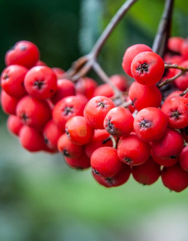 Sorbus Aucuparia (Mountain Ash/Rowan) [60-90cm] 25 per bundle