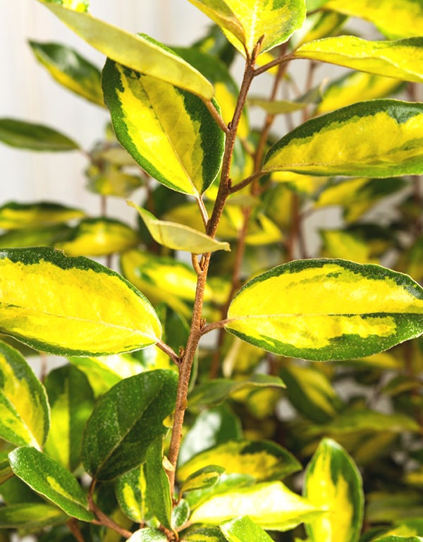 Elaeagnus Ebbingei Limelight (Oleaster) [3L] [40-60cm]