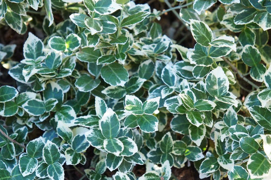 Euonymus Emerald Gaeity  2 Litre Pot