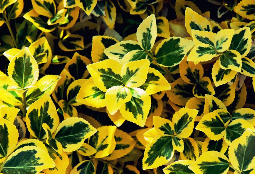 Euonymus Emerald ‘N’ Gold  2 Litre Pot