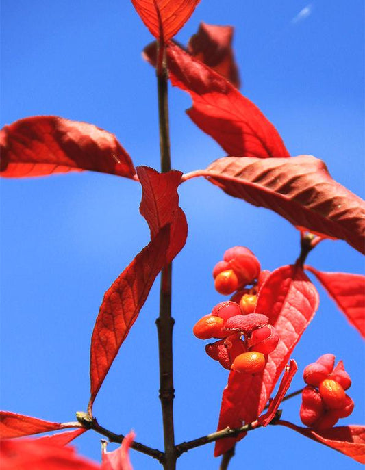 Euonymus Europaeus (Spindle) [40-60cm] 25 per bundle