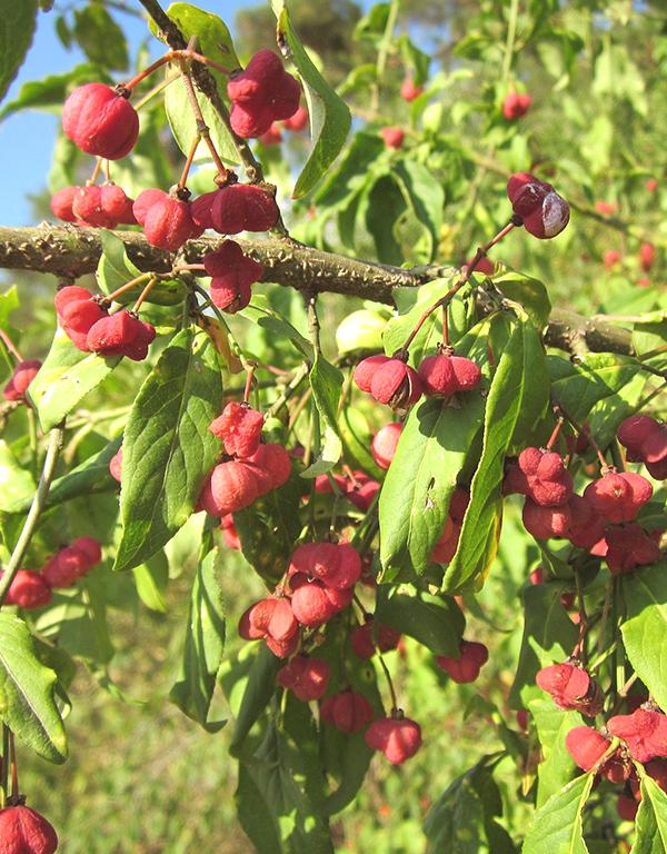 Euonymus Europaeus (Spindle) [40-60cm] 25 per bundle