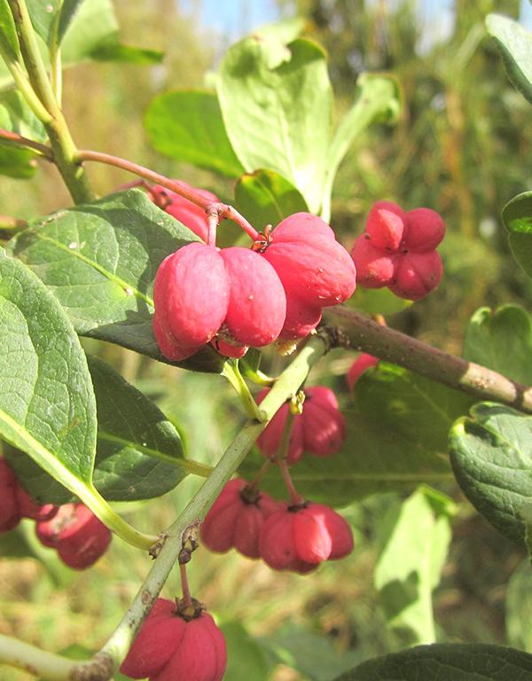 Euonymus Europaeus (Spindle) [40-60cm] 25 per bundle