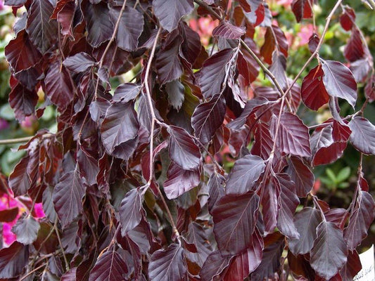 Fagus Sylvatica Purple Fountain 'Purple Weeping Beech' 130 litre  20-25cm Girth