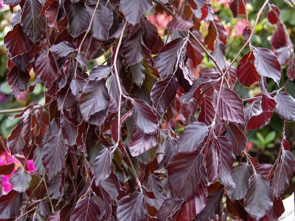 Fagus Sylvatica Purple Fountain 'Purple Weeping Beech' 12 litre (5-6 ft)