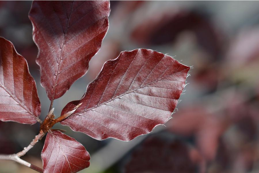 Fagus Sylvatica Atropunicea (Copper Beech) [80-100cm]