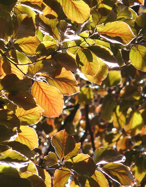 Fagus Sylvatica Atropunicea (Copper Beech) [40-60cm]